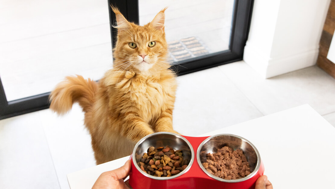 cat-food-adult-listing-page